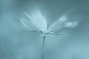 Drømmende blå blomst