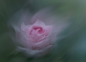 Drømmende lyserød rose