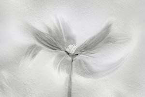 Æterisk blomstring i bevægelse