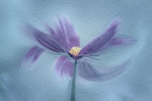 Æterisk lilla blomst