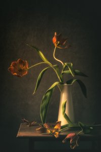 Stilleben med en stemningsfuld tulipan