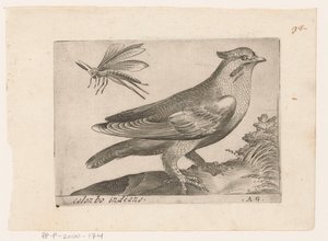 Pestvogel (Bombycilla garrulus) Colonbo indiano (titel på objekt) Vogels (serietitel)