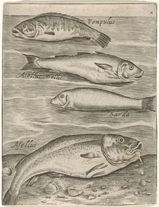 Studieblad met vier vissen Fisk live-ikoner (serietitel) af Monogrammist P+P