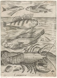 Studieark med fire fisk og en hummer Piscium vivae-ikoner (serietitel) af Monogrammist P+P