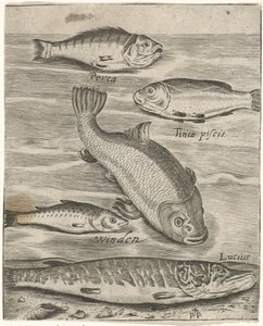 Studieblad met vijf vissen Fisk live-ikoner (serietitel) af Monogrammist P+P