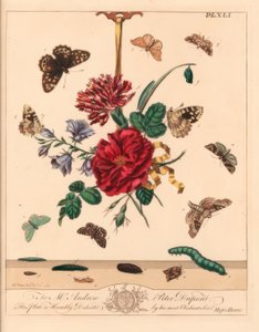 Vinkelskærmøl, Phlogophora meticulosa, eg-krogspids, Watsonalla binaria, Mother Shipton-møl, Callistege mi, plettet træsommerfugl, Pararge aegeria, barred krogspids, Watsonalla cultraria, brunt porcelænsmærke, Elophila nymphaeata og hoftepige