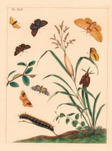 Drikkemøl, Euthrix potatoria, brun hårstribe, Thecla betulae, stor skipper, Ochlodes sylvanus, lille skipper, Thymelicus sylvestris, sjældent vidunder du jour, Dipthera runica, og tjæret umbra, Plagodis pulveraria