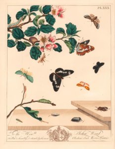 Figur af otte møl, Diloba caeruleocephala, hvid admiral, Limenitis arthemis, skorstensfejer, Odezia atrata, rød bue-møl, Callimorpha miniata, brun plumed møl, Pterophorus pterodactylus, knappe sølvlinjer, Bena bicolorana, og hypen tryne møl