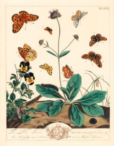 Fedtet fritillary, Euphydryas aurinia, højbrun fritillary, Fabriciana adippe, diskantmøl, Aplocera plagiata, plettet gul, Pseudopanthera macularia, og crimson og guldmøl, Pyrausta purpuralis, på djævlebit fnat, Succisa pratensis og