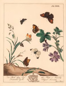 Engbrun sommerfugl, Maniola jurtina, skovfrue eller orange spids, Anthocharis cardamines og grizzled skipper, Pyrgus alveolus
