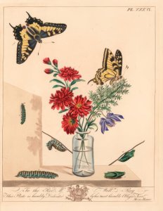Svalehale sommerfugl, Papilio machaon. Håndkoloreret litografi efter illustration