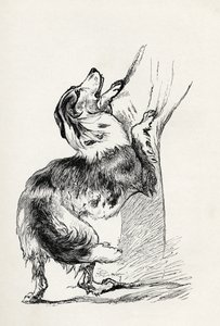 Halvavlet hyrdehund, der kærtegner sin herre, fra Charles Darwins 