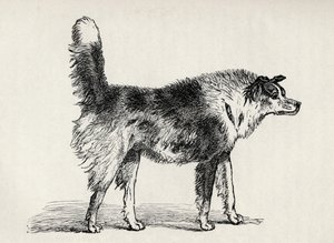 Halvavlet hyrdehund med fjendtlige hensigter, fra Charles Darwins 