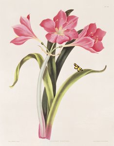 Amaryllis purpurea, plade 39 fra 