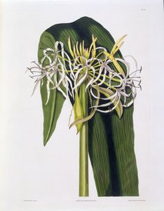 Crinum Declinatum, Plade 43 fra 