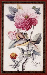 Gul-o Bulbul, ca. 1849-50 (akvarel på papir) af Muhammad Baqir