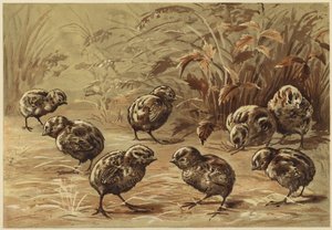 Moder agerhøne (litho)