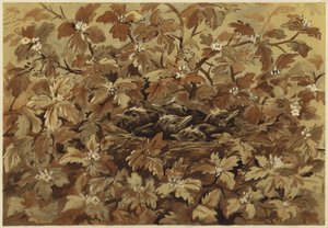 Solsorten derhjemme (litho)
