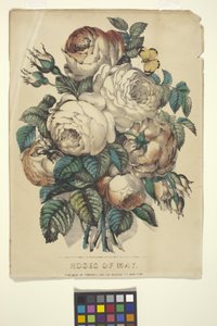 Roses of May (håndfarvet litografi)