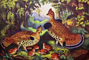 Den glade familie, ryper og unge af N. and Ives, J.M. Currier
