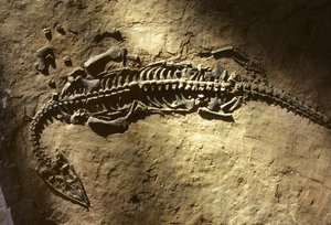 Fotografi af et marint hvirveldyrsfossil fra Trias-perioden fra en Pachypleurosaurus