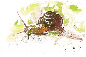 Snegl, 2025 (blæk) af Neale Osborne