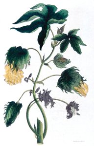Gossypium - bomuldsplante, 1823 af Neale and Son