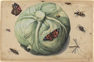 Kålhoved med insekter
