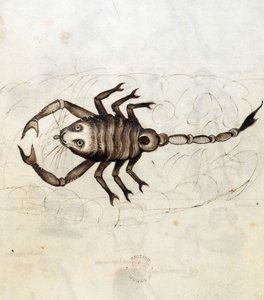 Sloane 3983. Folio nr.: 23 Stjernetegnet Skorpionen (vellum) af Netherlandish School
