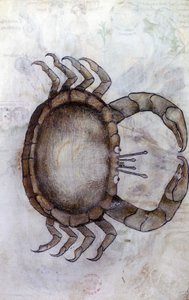 Sloane 3983 f.14v, En krabbe, stjernetegn for kræft af Netherlandish School