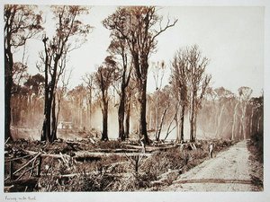 Seventy-Mile Bush (sepia-billede)
