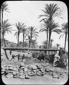 Vandhjul, Egypten, c1890