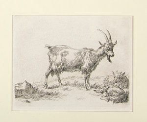 6 raderinger fra af Nicolaes Berchem