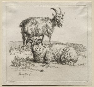 Animalia: Vædder og ged