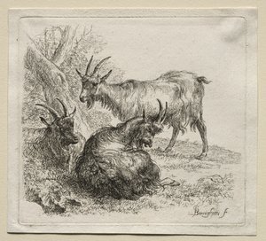 Animalia: Tre geder