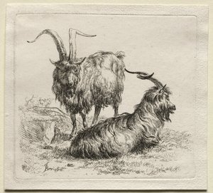 Animalia: To geder