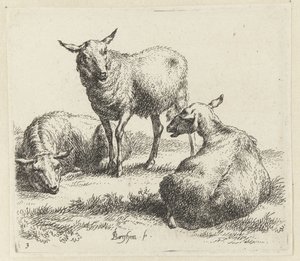 Tør fårene Schapen (serietitel) Dyr draget til livet og trykt i vand af stærk luft af Nicolai Berchems atelier og kunst (serietitel) af Nicolaes Pietersz Berchem