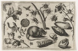 Blomster, en mus, insekter og en musling Fugle, blomster, insekter etc. (serietitel)