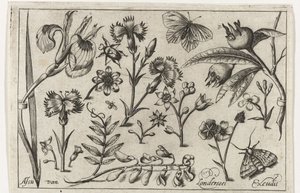 Blomster og sommerfugle Fugle, blomster, insekter etc. (serietitel)
