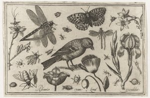 Blomster, guldsmede og fugl Fugle, blomster, insekter etc. (serietitel)