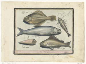 Skrubbe, rejer, smelt og pos Libelivs diverse Genera piscium complectens (serietitel) Ferskvandsfisk, havfisk, frøer, krebsdyr og havdyr (serietitel) af Nicolaes de Bruyn