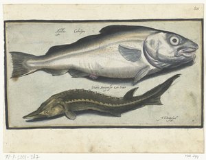 Torsk og stør Libelivs diverse Genera piscium complectens (serietitel) Ferskvandsfisk, havfisk, frøer, krebsdyr og havdyr (serietitel)