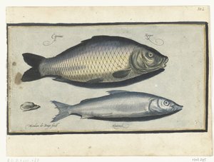 Karper og Houting Libelivs diverse Genera piscium complectens (serietitel) Ferskvandsfisk, havfisk, frøer, krebsdyr og havdyr (serietitel) af Nicolaes de Bruyn