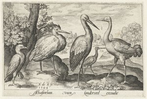 Stork, trane, hejre og skestork Fugle og insekter (serietitel)