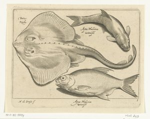 Rokke, brasen og hvidfisk Libelivs diverse Genera piscium complectens (serietitel) Ferskvandsfisk, havfisk, frøer, krebsdyr og havdyr (serietitel) af Nicolaes de Bruyn