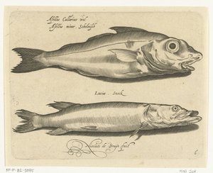 Kuller og gedde Libelivs diverse Genera piscium complectens (serietitel) Ferskvandsfisk, havfisk, frøer, krebsdyr og havdyr (serietitel) af Nicolaes de Bruyn