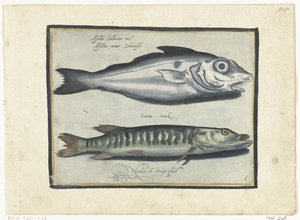 Kuller og gedde Libelivs diverse Genera piscium complectens (serietitel) Ferskvandsfisk, havfisk, frøer, krebsdyr og havdyr (serietitel) af Nicolaes de Bruyn