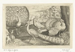 To påfugle og kalkun Fugle og insekter (serietitel) af Nicolaes de Bruyn