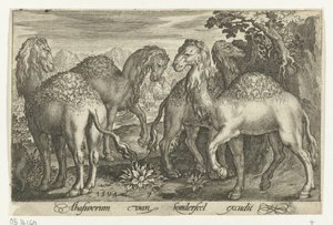 Fire dromedarer Animalivm qvadrvpedvm (serietitel) Dyr i landskaber (serietitel) af Nicolaes de Bruyn