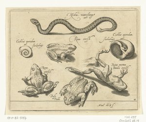 Vandslange, frøer og tudser Libelivs diverse Genera piscium complectens (serietitel) Ferskvandsfisk, havfisk, frøer, krebsdyr og havdyr (serietitel) af Nicolaes de Bruyn